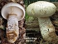 Neolentinus lepideus-amf1145-1